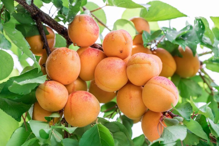 پالیز نهال