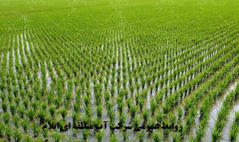 کشت برنج در استان ایلام ممنوع است.