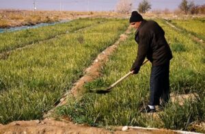 تجارب موفق مدیریت توزیع آب در حوضه‌ی زاینده‌رود الگویی برای آینده است