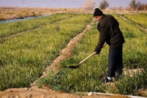 تجارب موفق مدیریت توزیع آب در حوضه‌ی زاینده‌رود الگویی برای آینده است