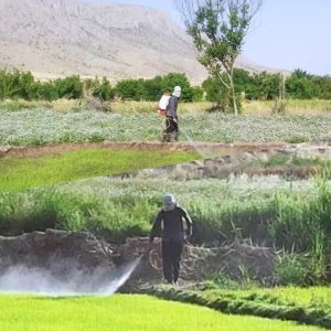 امحاء و معدوم سازی 75 خزانه برنج در شهرستان صحنه