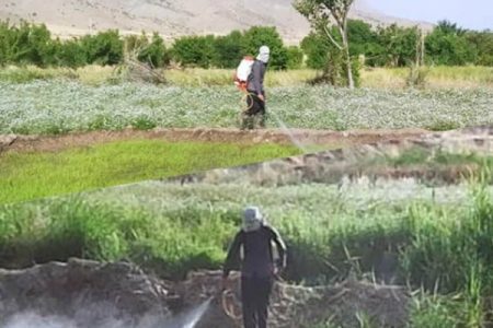 امحاء و معدوم سازی ۷۵ خزانه برنج در شهرستان صحنه