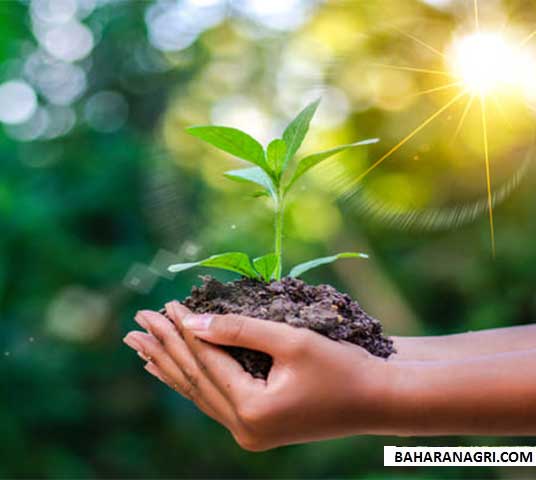 آیا می­دانید کدام نهالستان رکورد دار تولید نهال­ در کشور است؟
