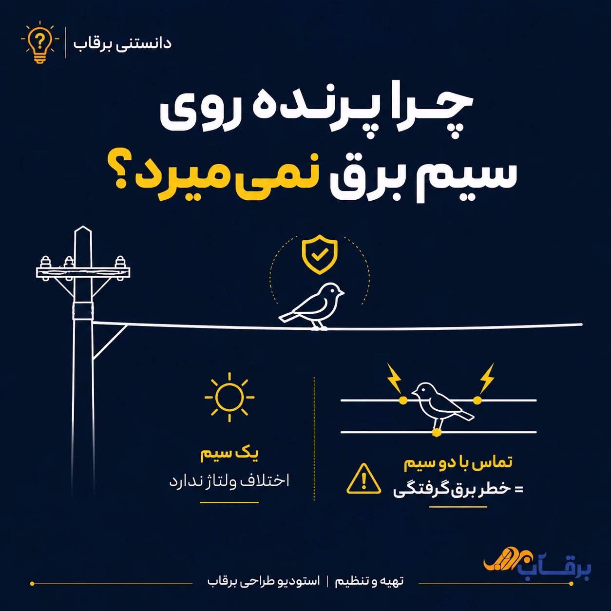 چرا-پرنده-روی-سیم-برق-نمیمیرد؟